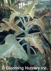 Kalanchoe beharensis